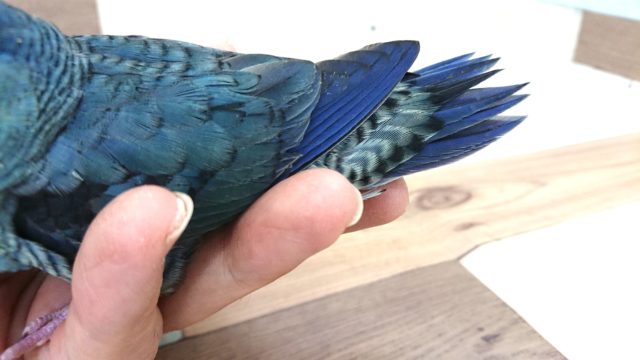 サザナミインコ