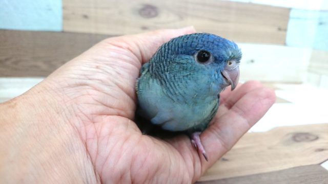 サザナミインコ