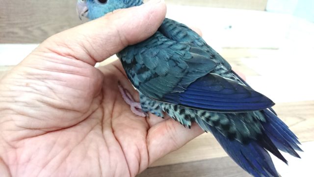 サザナミインコ