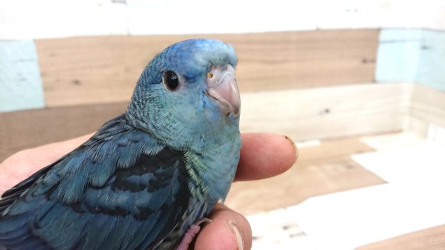 サザナミインコ