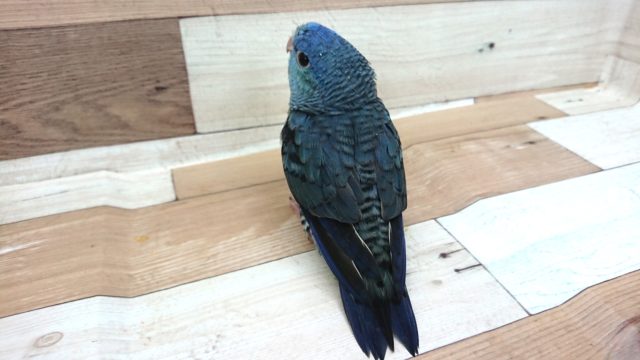 サザナミインコ