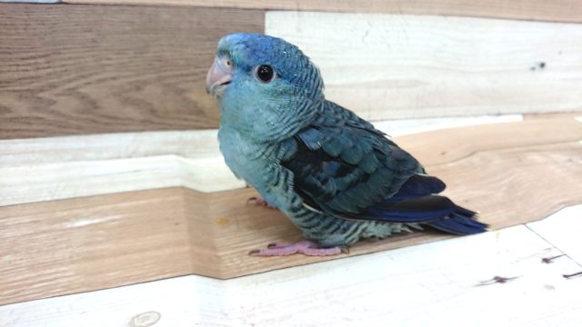 サザナミインコ