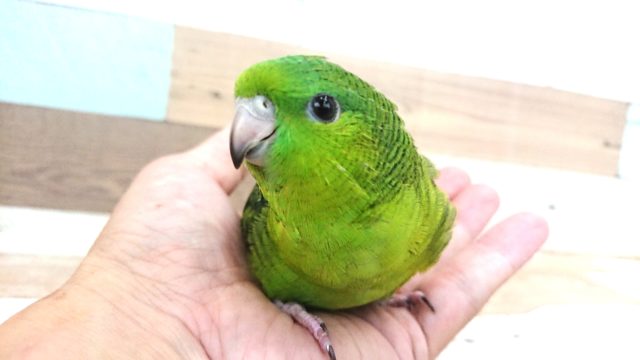 サザナミインコ