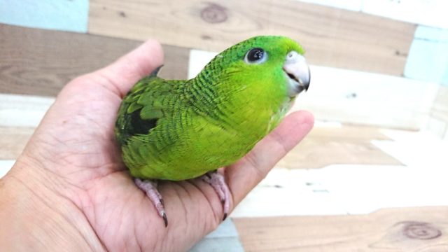 サザナミインコ
