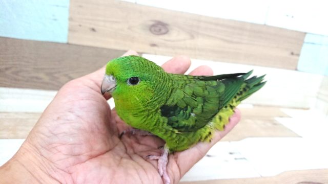 サザナミインコ