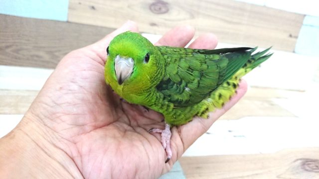 サザナミインコ