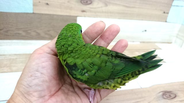 サザナミインコ
