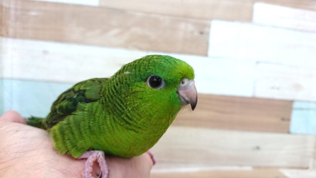 サザナミインコ