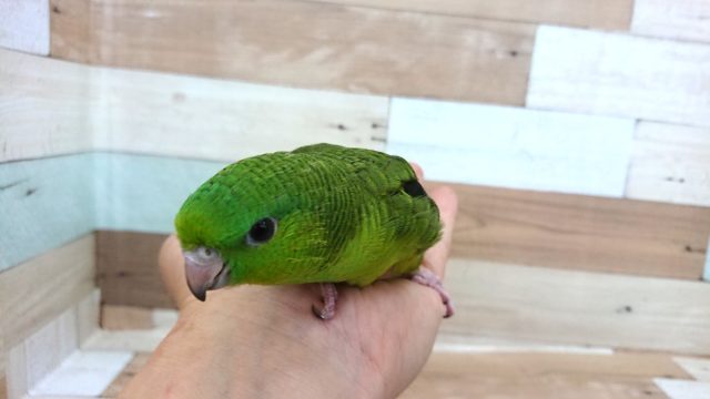 サザナミインコ