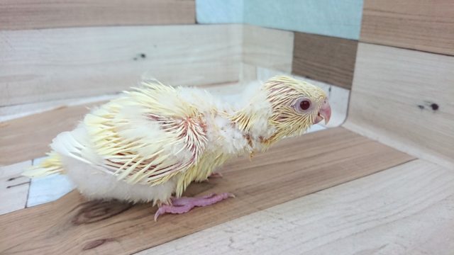 サザナミインコ