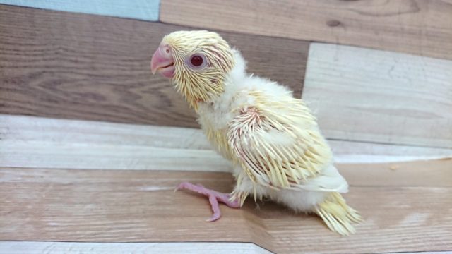 サザナミインコ