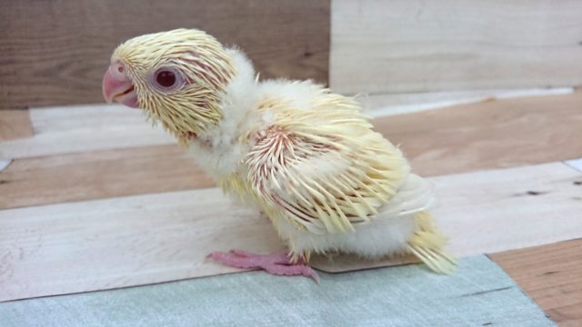 サザナミインコ