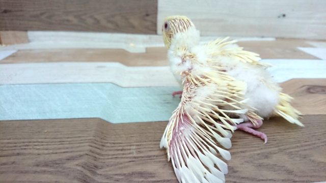 サザナミインコ