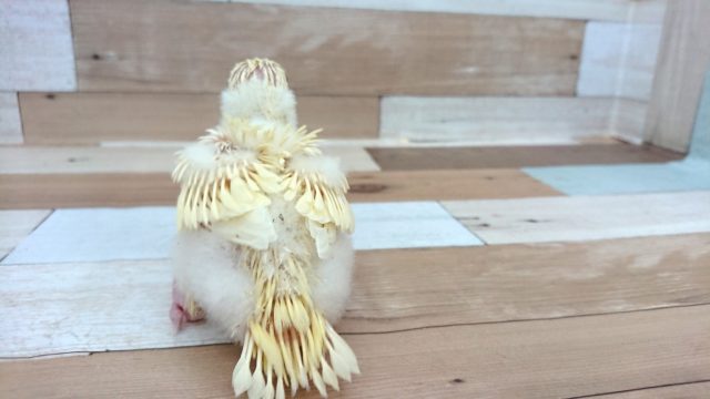 サザナミインコ