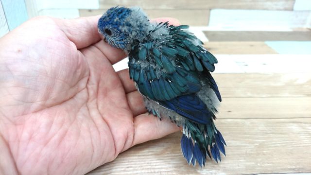 サザナミインコ