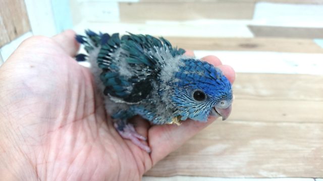 サザナミインコ