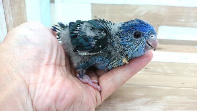 サザナミインコ