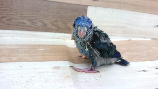 サザナミインコ