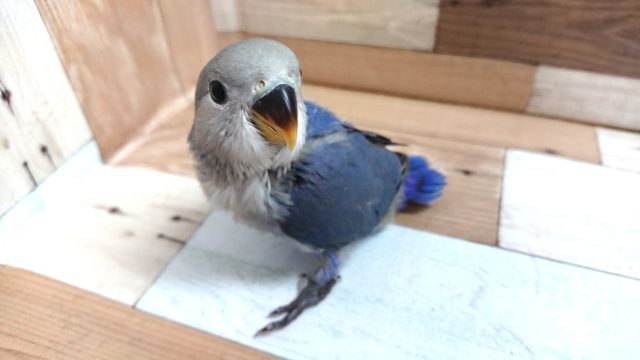 コザクラインコ（小桜インコ）