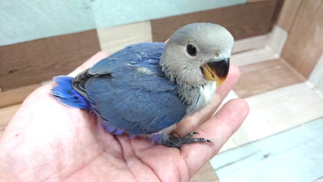 コザクラインコ（小桜インコ）