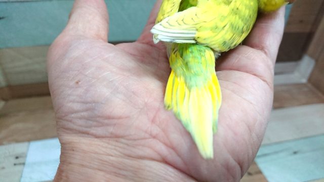 セキセイインコ