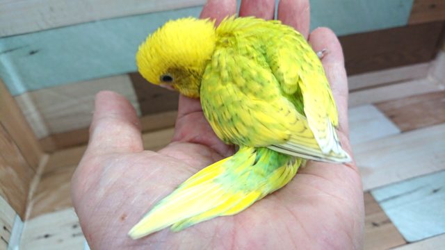 セキセイインコ