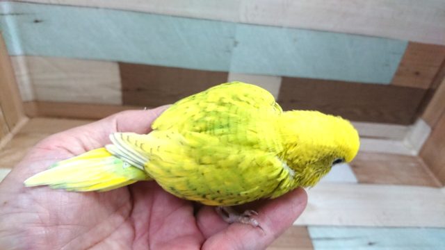 セキセイインコ