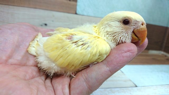 まんまるボディ♪赤目のコザクラさんっ コザクラインコ(小桜インコ)