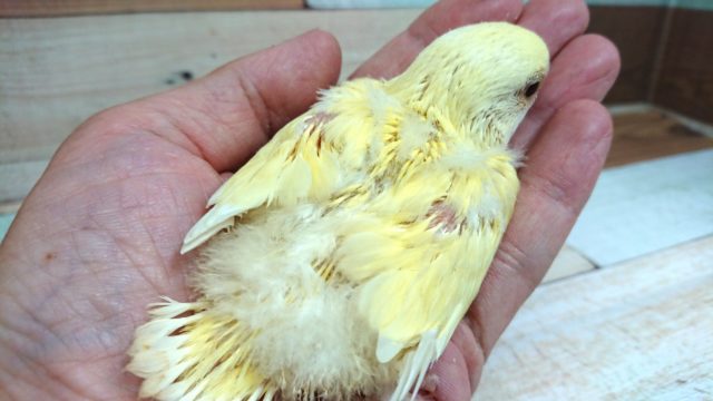 まんまるボディ♪赤目のコザクラさんっ コザクラインコ(小桜インコ)