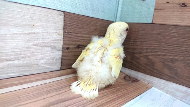 まんまるボディ♪赤目のコザクラさんっ コザクラインコ(小桜インコ)
