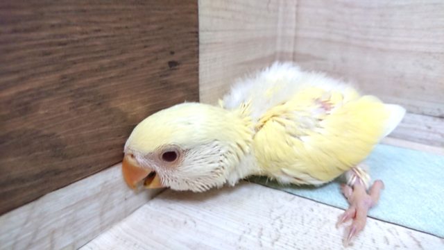 まんまるボディ♪赤目のコザクラさんっ コザクラインコ(小桜インコ)