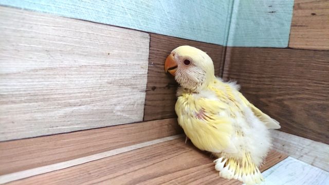 まんまるボディ♪赤目のコザクラさんっ コザクラインコ(小桜インコ)