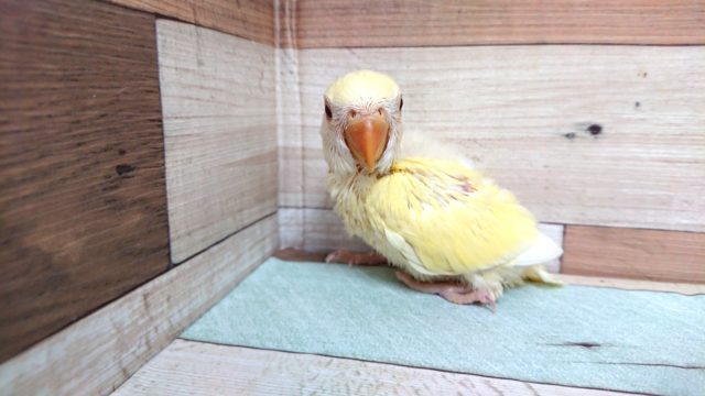 まんまるボディ♪赤目のコザクラさんっ コザクラインコ(小桜インコ)