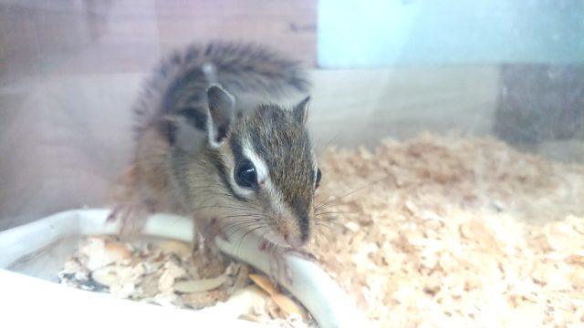 シマリス（ノーマル）