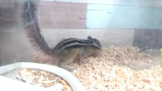 シマリス（ノーマル）