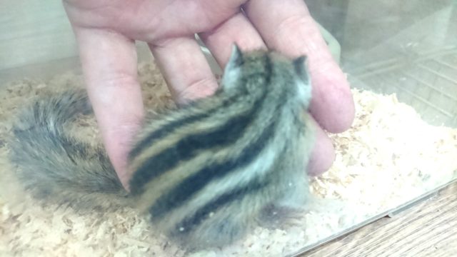 シマリス（ノーマル）