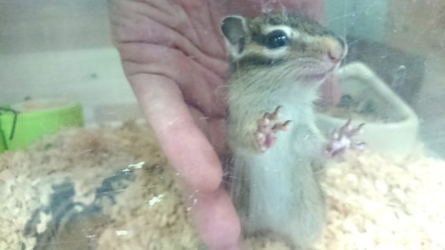 シマリス（ノーマル）