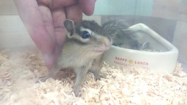 シマリス（ノーマル）