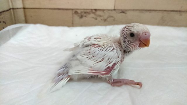 セキセイインコ