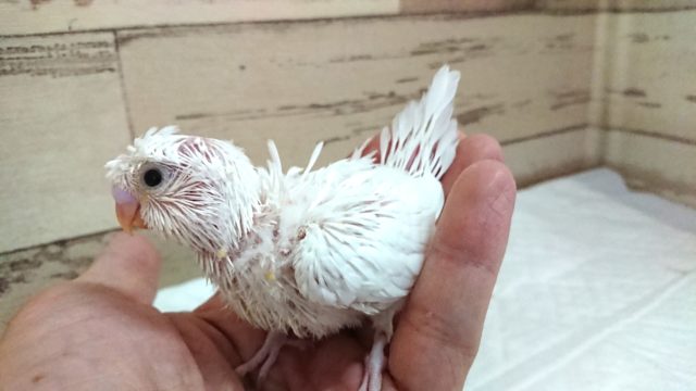 羽衣セキセイインコ