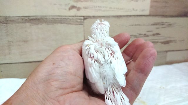 羽衣セキセイインコ