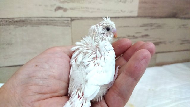 羽衣セキセイインコ