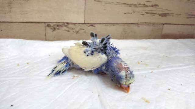 羽衣セキセイインコ