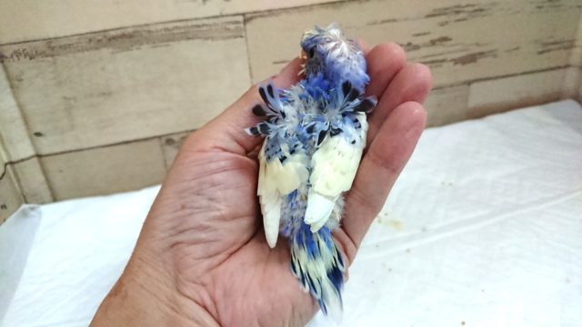 羽衣セキセイインコ