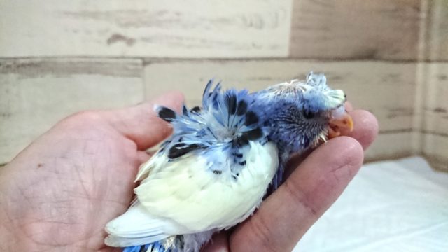 羽衣セキセイインコ