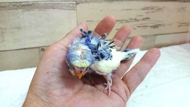 羽衣セキセイインコ