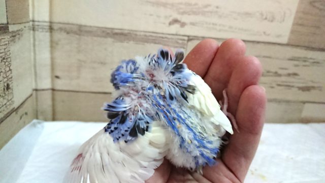 羽衣セキセイインコ