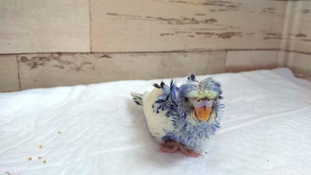 羽衣セキセイインコ