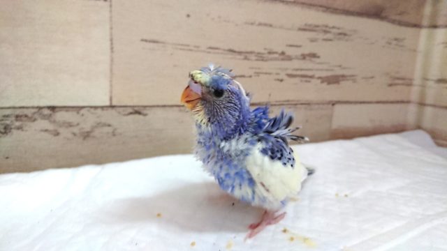 羽衣セキセイインコ
