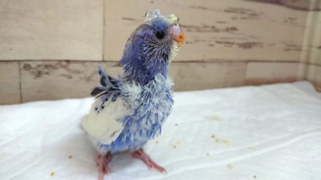 レア種にてレアカラーですっ 羽衣セキセイインコ パステルオパーリンパイド 2021 6月25日 羽衣セキセイインコ